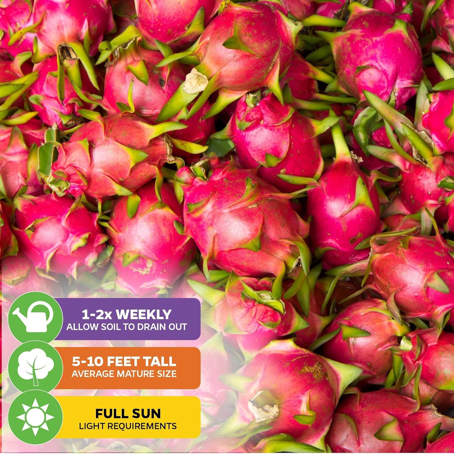 American Beauty Red Dragon Fruit Plant - Hylocereus guatemalensis - Wellspring Gardens Starter Plant - Unique Exotic Fruit Plant Freshly Grown - Ideal for Outdoor, Patio, Garden & Greenhouse Planting