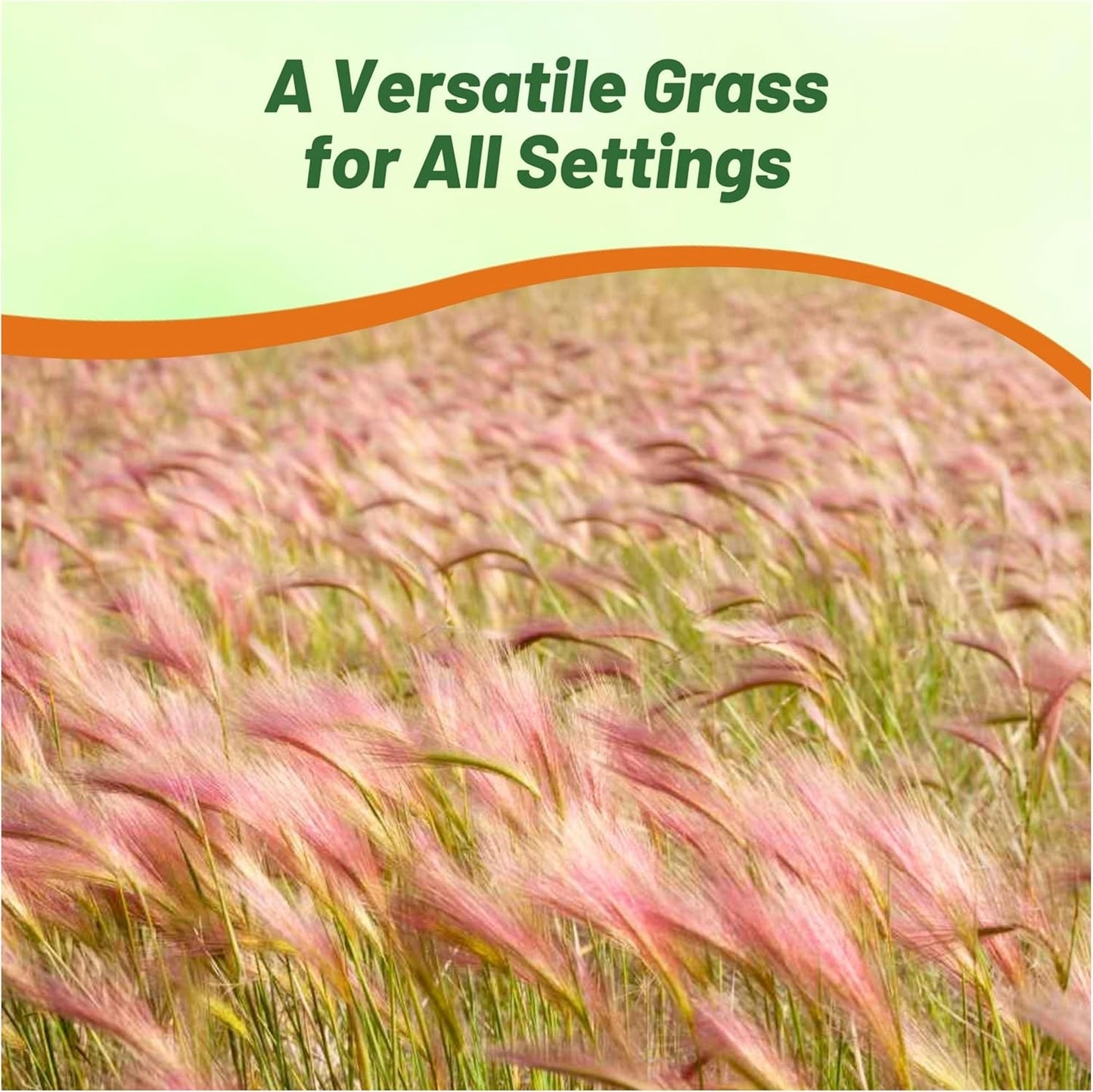 Outsidepride 1000 Seeds Perennial Hordeum Jubatum Foxtail Barley Ornamental Grass Seed for Planting