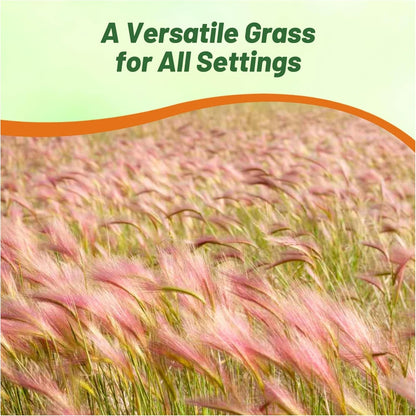 Outsidepride 1000 Seeds Perennial Hordeum Jubatum Foxtail Barley Ornamental Grass Seed for Planting