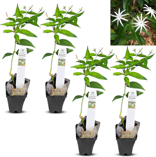 Live Angel Wing Jasmine (Jasminum Nitidum) Plants - Fragrant, White Blooming Evergreen Shrub for