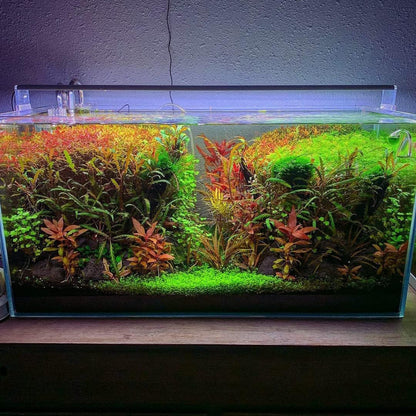 SubstrateSource Live Aquarium Stem Plants - Freshwater Aquatic Plant for Fish Tanks, Aquascaping - (Cyperus Helferi, 4 Bunches)