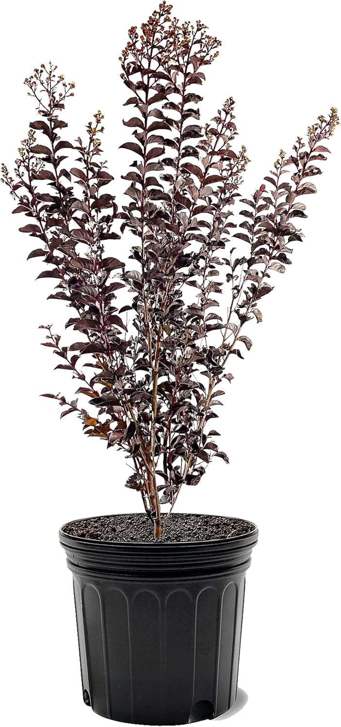 American Plant Exchange Lunar Magic Crape Myrtle Tree Live, 7-Gallon Pot, 2-3ft Tall, Vibrant White Flowers, Drought-Tolerant, Large Outdoor Landscape Accent, Year-Round Beauty