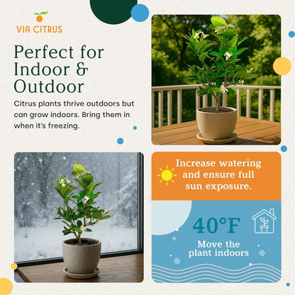 Ponderosa Lemon Patio Fruit Trees Live Plants 12-22" Tall - Dwarf Fruit Trees Live Plants Outdoor, Small Lemon Tree Cannot Ship: CA,AZ,TX,LA - Real Indoor Tree, Citrus Pot for Planting by Via Citrus