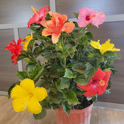 Tropical Plants of Florida Live Hibiscus Bush – Mystery Multi-Color Flowering Shrub in 3 Gallon Pot, 24 to 28” Tall – 2 to 3 Mixed Bloom Colors, Outdoor Tropical Garden Plant