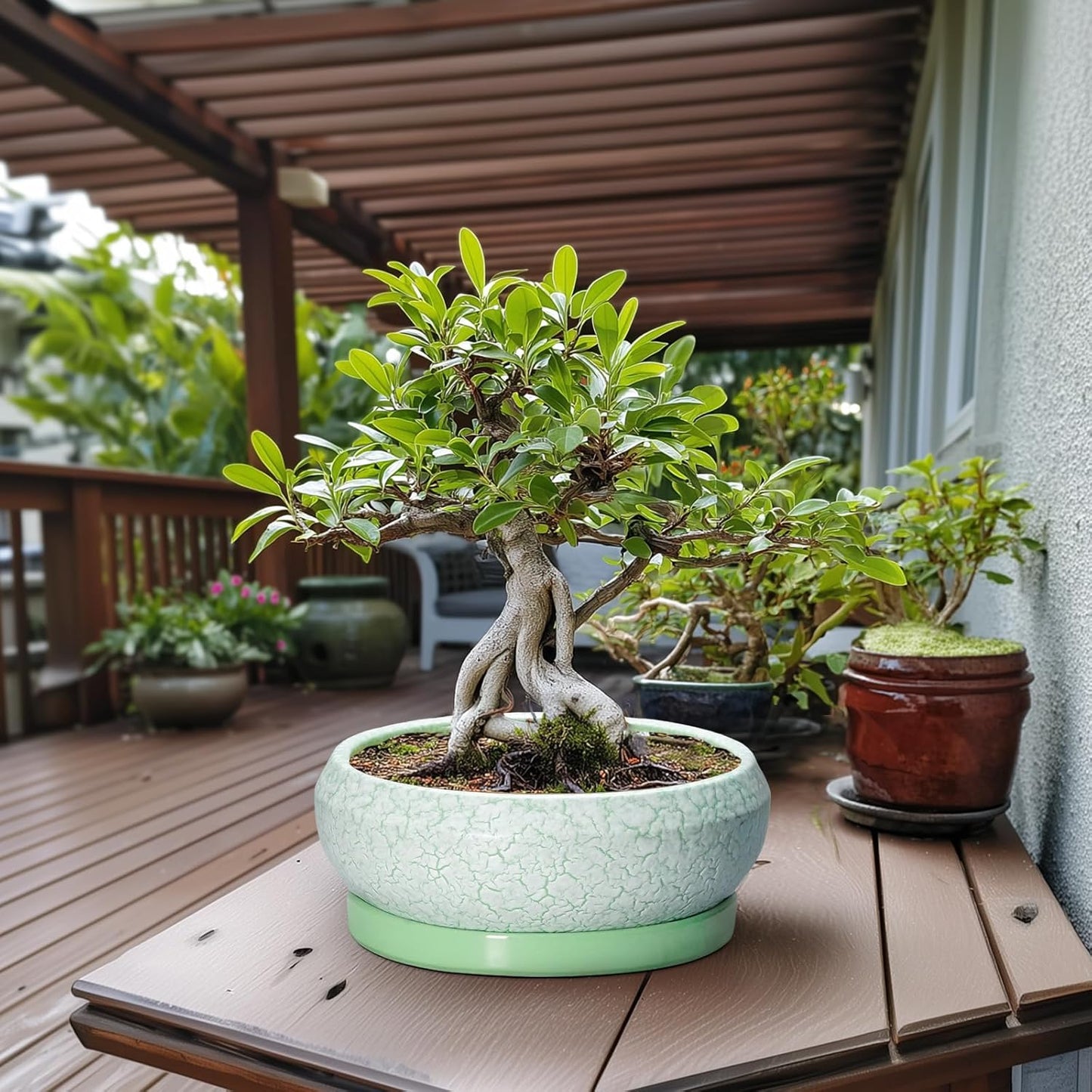 Bonsai Pots - 13 Inch Ceramic Succulent Pots for Indoor Outdoor, Large Shallow Planter with Drainage Hole and Saucer, Round Flower Succulent Planter, Patio Decor, Gifts for Women, Green