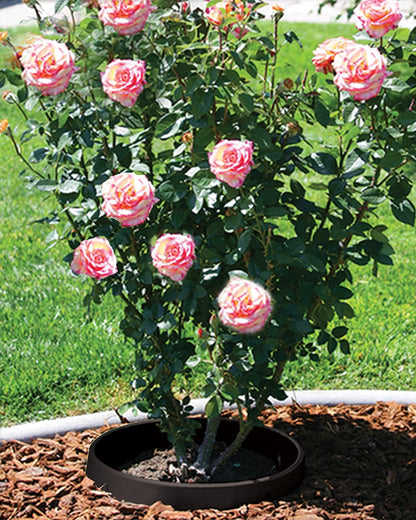 6 Pack of 24 in Planting Rings. Edging and Water Retention. Protects Trees and Separates Rock, Mulch and Grass