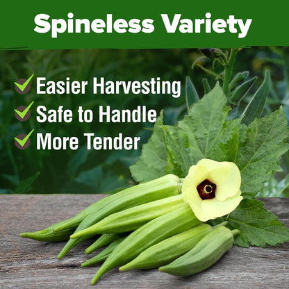 HOME GROWN Clemson Spineless Okra Seeds - 202 (2 Pack) 𝗡𝗢𝗡-𝗚𝗠𝗢 𝗨𝗦𝗔 Heirloom Vegetable Seeds, Premium Garden Seeds for Planting Outdoors (Abelmoschus esculentus)