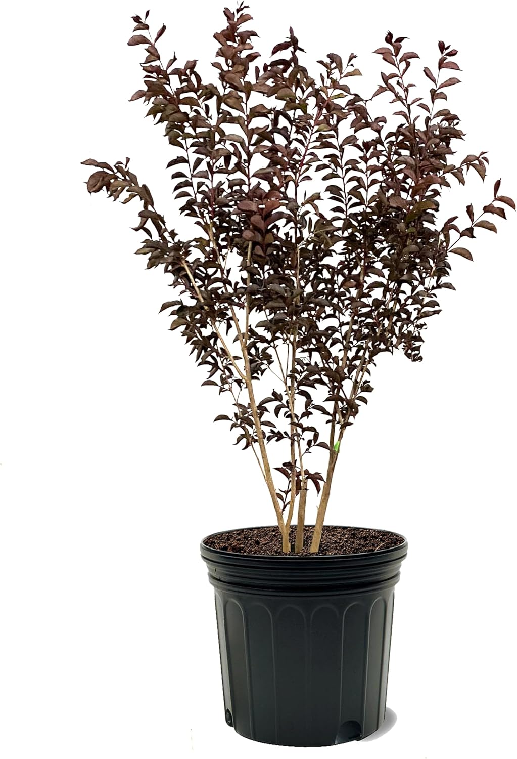 American Plant Exchange Twilight Magic Crape Myrtle Tree Live, 7 Gallon Pot, 2-3ft Tall, Bright Coral Pink Flowers, Drought-Tolerant, Large Outdoor Landscape Accent, Year-Round Beauty