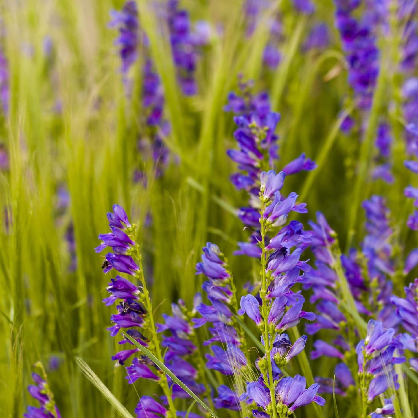 Outsidepride Penstemon Seeds - 1 Lb. Perennial, Drought-Tolerant & Pollinator Friendly, Strictus Rocky Mountain Wildflower Seeds for Planting with Vibrant Blue-Violet Blooms, Ideal for Xeriscaping