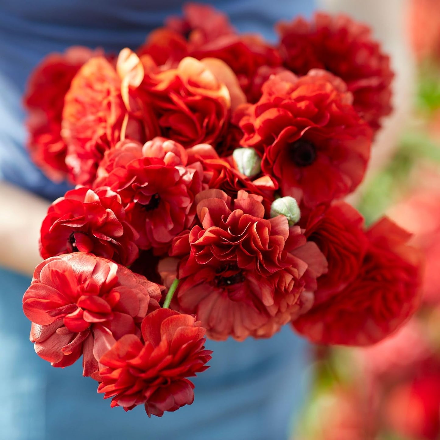 Eden Brothers Ranunculus Bulbs - Chocolate