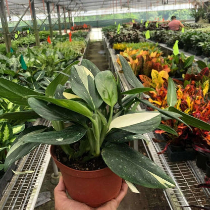 Monstera Standeleyana Albo Variegated Live Plant for Indoor | Different Houseplants in 4'' & 6'' Pot | Real House Plant for Living Room, Office, Desk & Bathroom | Five Holes