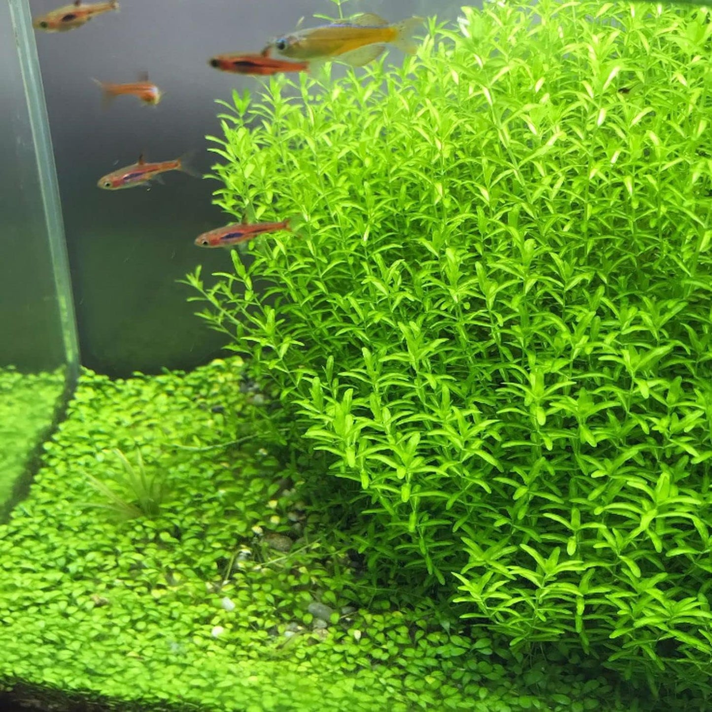 Greenpro | Pearl Weed Hemianthus Micranthemoides Potted US Farm Live Aquarium Plants Midground for Fish Tank Decoration