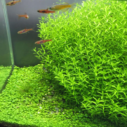 Greenpro | Pearl Weed Hemianthus Micranthemoides Potted US Farm Live Aquarium Plants Midground for Fish Tank Decoration