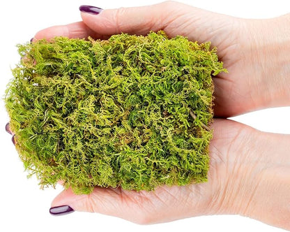 Preserved Sheet Moss in Natural Green | Decorative Real Natural Green DIY Kit Terrariums Gardenning Art Wall Decor Florist Decor Easter Table Decor Wedding - 3 Quart
