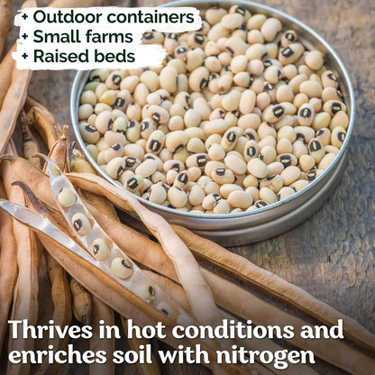 KVITER 75 California Black Eyed Peas Seeds for Planting (Vigna Unguiculata L.) — Cowpeas, Heirloom, Non GMO & Organic Peas, Field Peas, Heavy Yield — Vegetable Seeds for Outdoor Garden, Containers