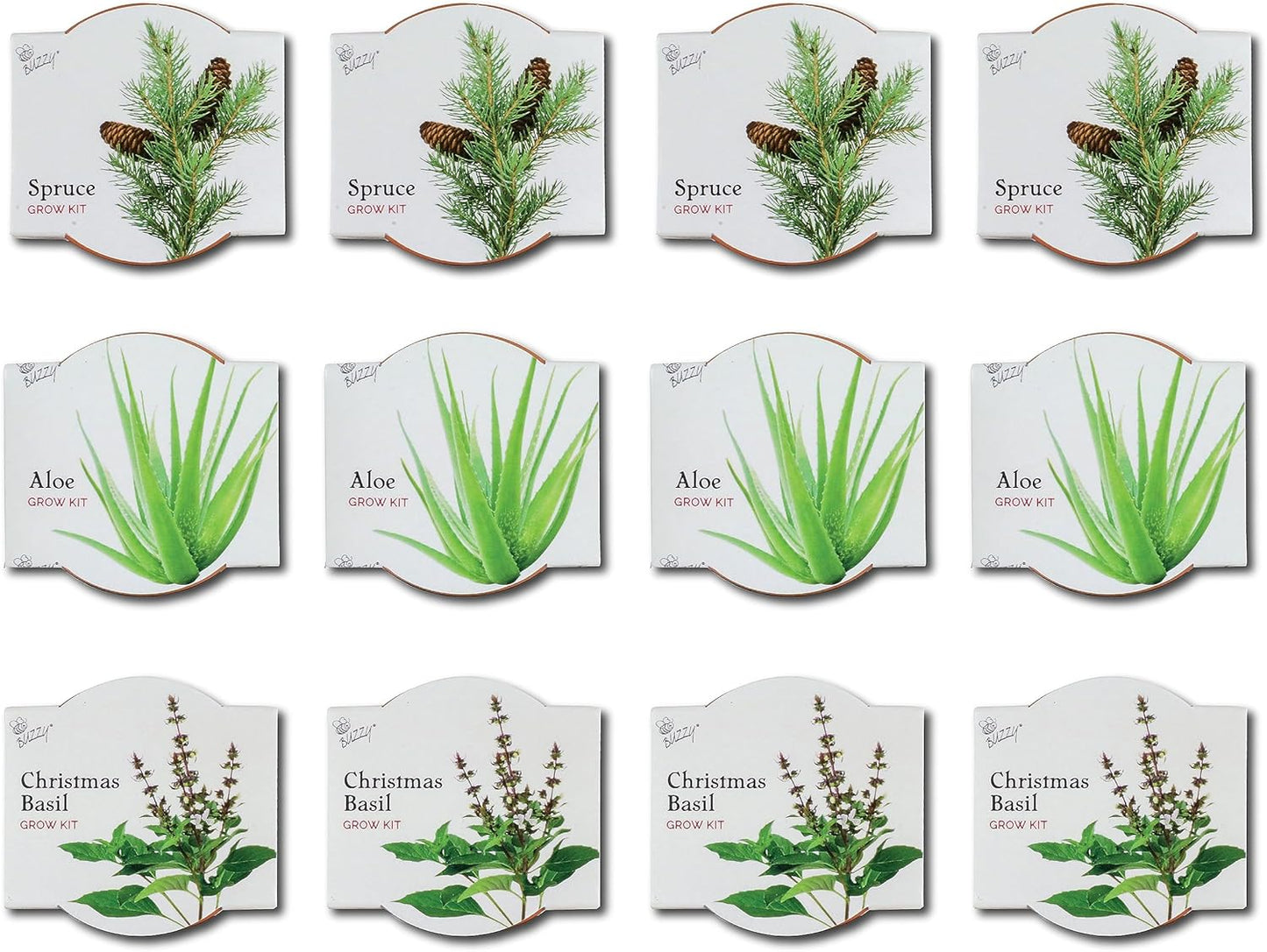BUZZY Seeds Radiant Collection Grow Kits, 12-Pack Mini Terracotta Pots with Aloe, Christmas Basil, and Spruce Seed Packs,All-in-One Starter Set for All Ages, Gardening Gifts, Stocking Stuffers