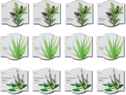 BUZZY Seeds Radiant Collection Grow Kits, 12-Pack Mini Terracotta Pots with Aloe, Christmas Basil, and Spruce Seed Packs,All-in-One Starter Set for All Ages, Gardening Gifts, Stocking Stuffers