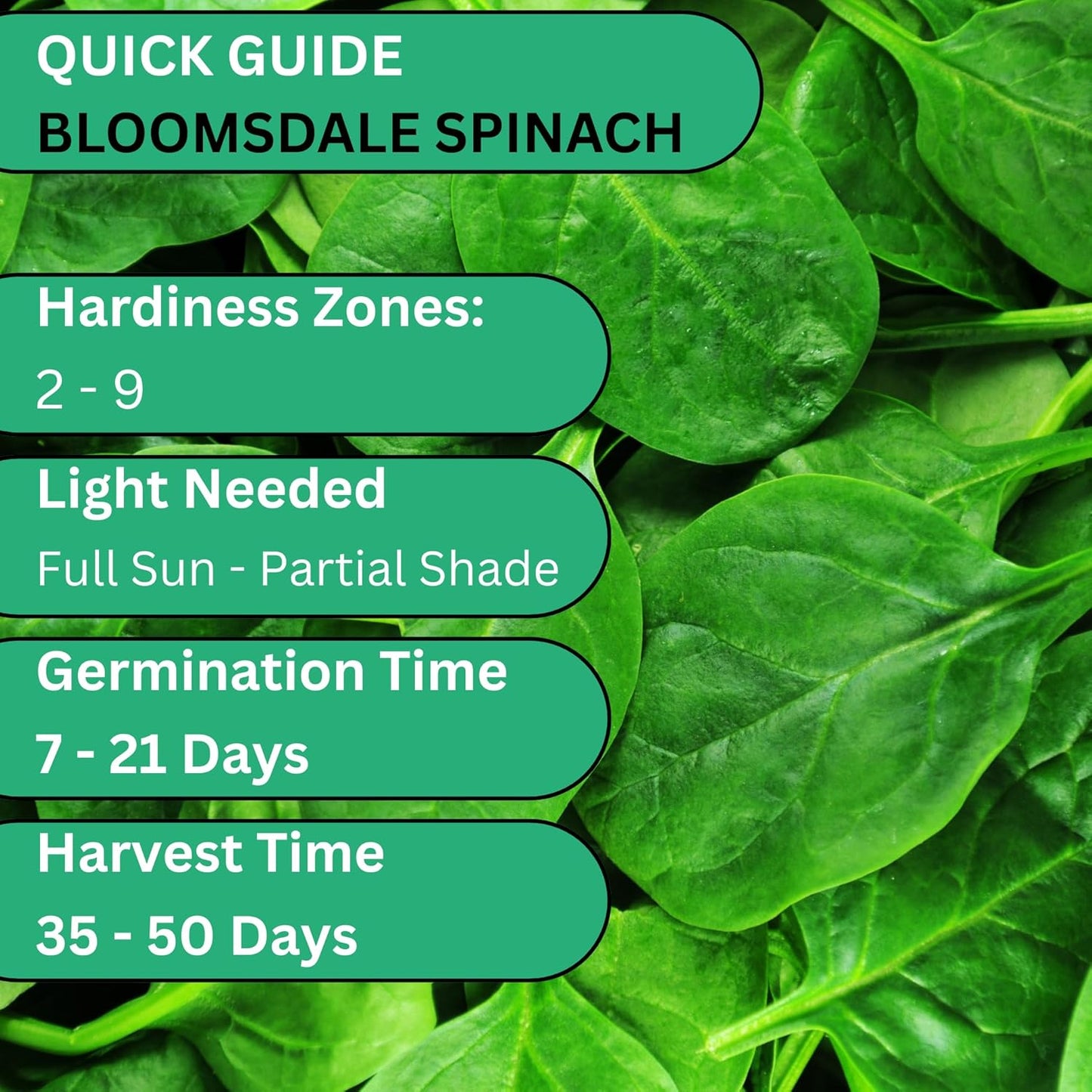 Woods Creek Seeds: Bloomsdale Long Standing Spinach Seeds for Planting - Over 400 Heirloom Spinach Seed Pack - Non-GMO Seed Pack for Planting Outdoors or Hydroponic Vegetable Gardening