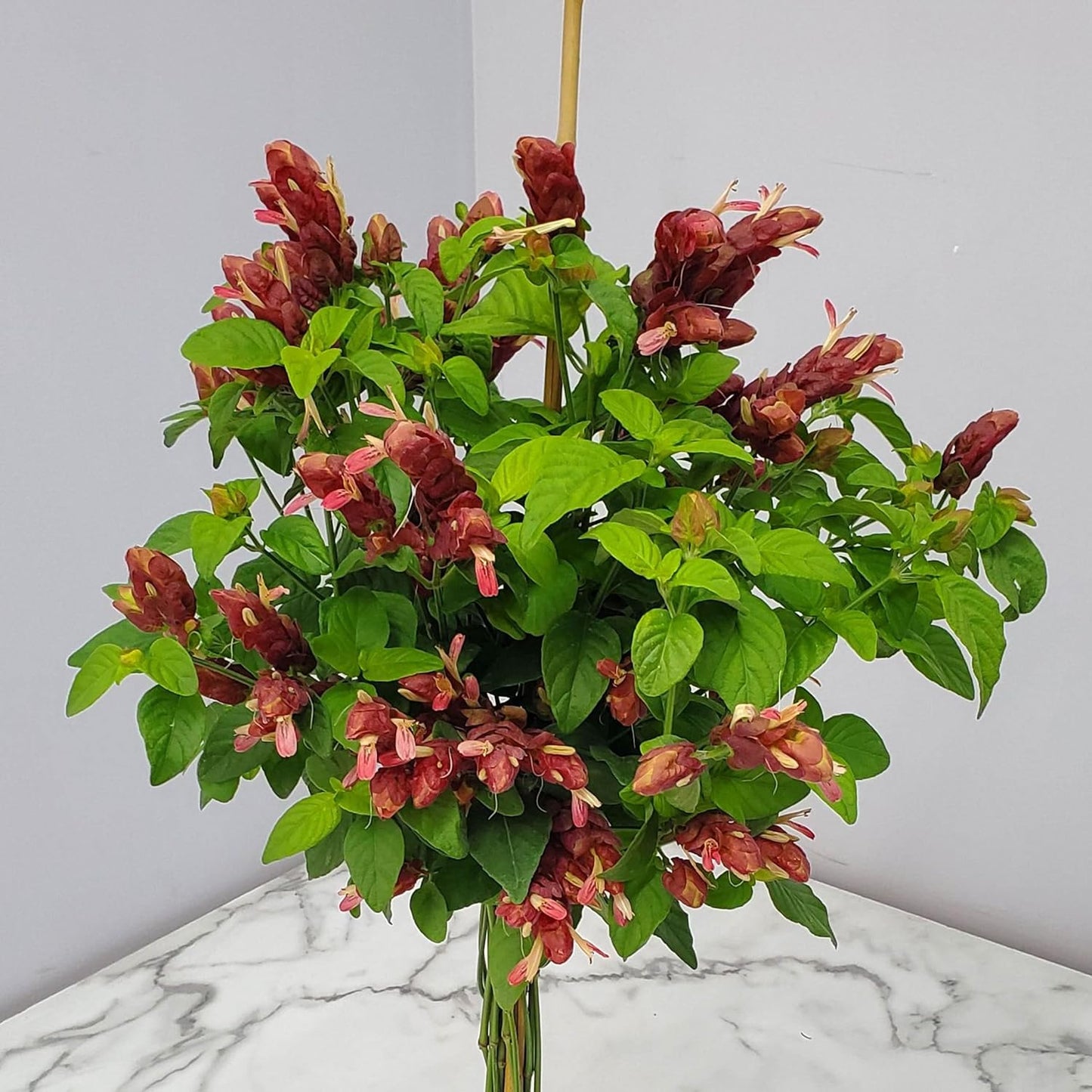 Braided Shrimp Tree - Red Flowers - Overall Height 36" to 42" - Tropical Plants of Florida (Plant Only)