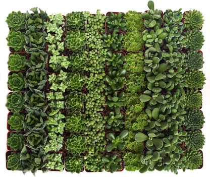 Shop Succulents Verde Succulent Plant Pack Bulk Collection - Live Mini Succulent Plants, Low Maintenance, Mix of Green Succulents & Textures - Wedding and Party Favors, Gift & Garden, Pack of 32