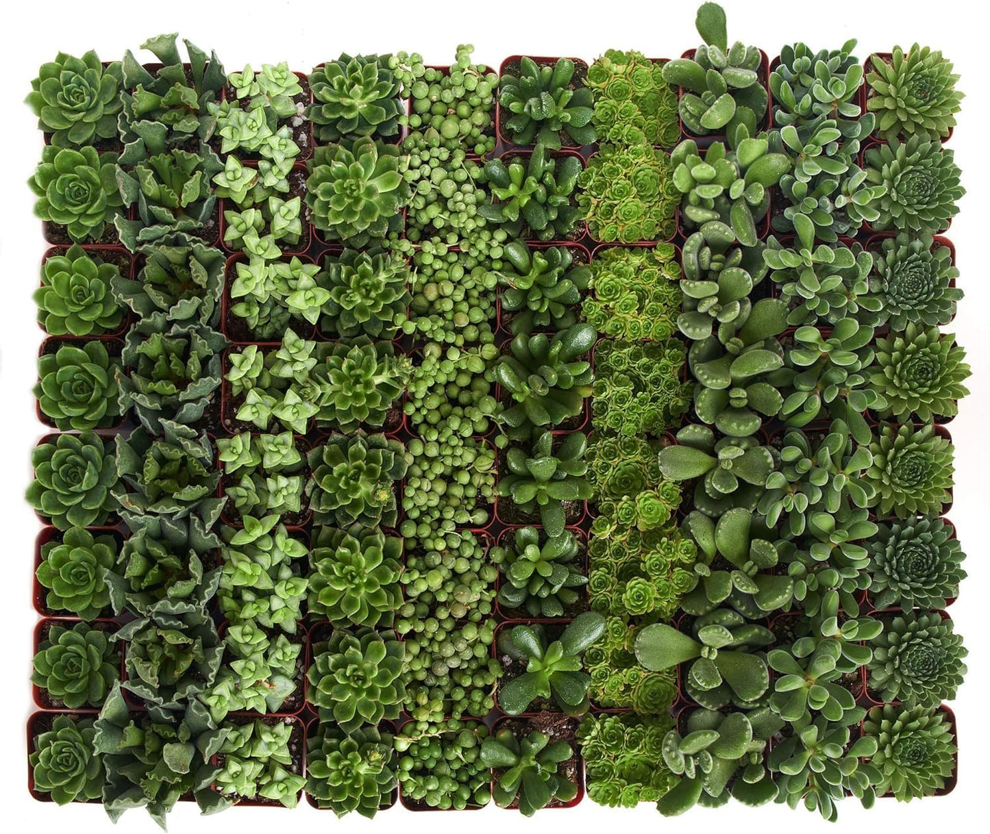 Shop Succulents Verde Succulent Plant Pack Bulk Collection - Live Mini Succulent Plants, Low Maintenance, Mix of Green Succulents & Textures - Wedding and Party Favors, Gift & Garden, Pack of 128