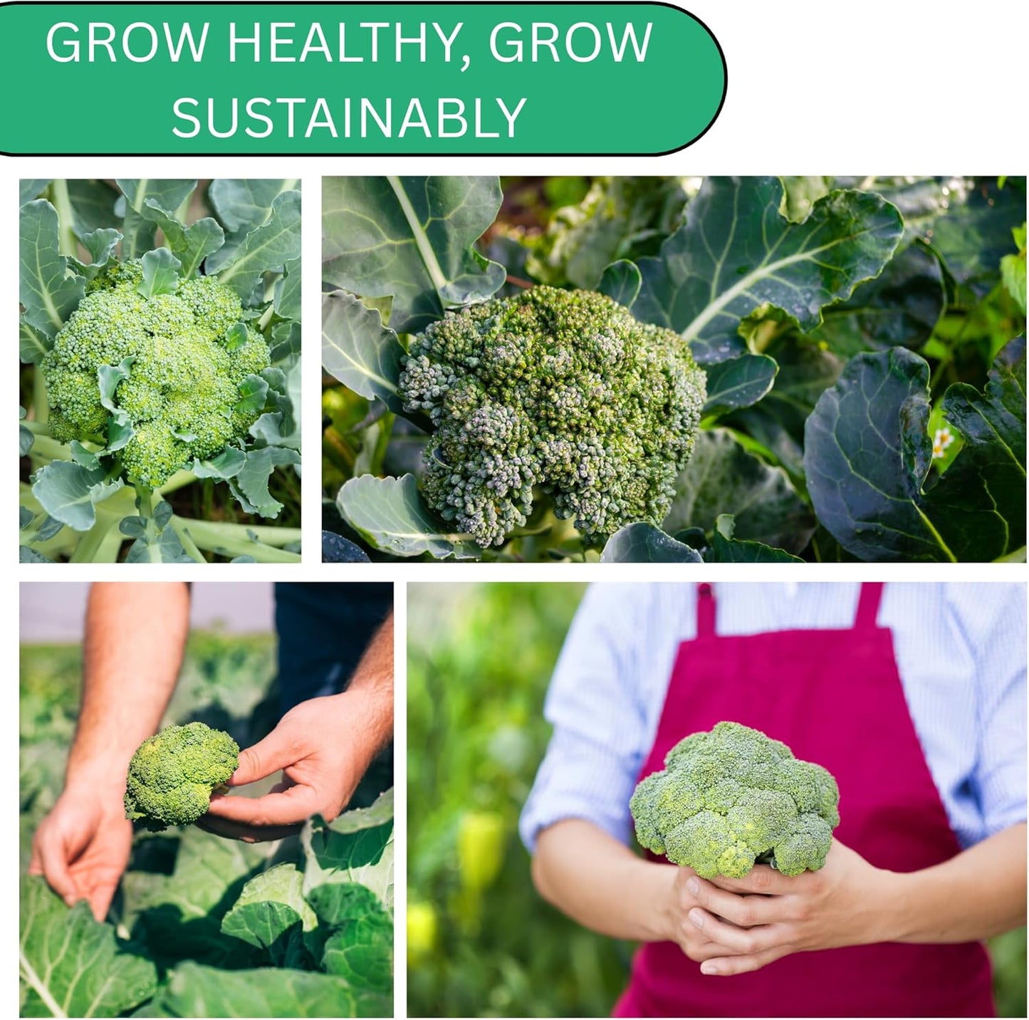 Woods Creek Seeds: Waltham 29 Broccoli Seeds for Planting - Over 1,400 Heirloom Broccoli Seed for Sprouting - Non-GMO Vegetable Plants Indoor or Outdoor Gardens & Hydroponics Sprouts Gardening