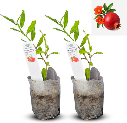 Live Pomegranate 'Wonderful' Plants (Punica Granatum 'Wonderful') - Fruit-Bearing