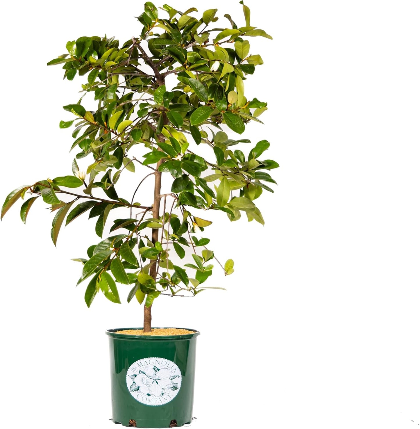 Fairy Magnolia Tree Fragrant Blush Flowering Evergreen Shrub for Landscaping, Hedges and Gardens, Fast Growing Outdoor Plant, Spring Blooming Magnolia for Gardeners, Can't Ship to AK, CA, HI, PR