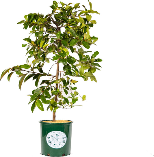 Fairy Magnolia Tree Fragrant Blush Flowering Evergreen Shrub for Landscaping, Hedges and Gardens, Fast Growing Outdoor Plant, Spring Blooming Magnolia for Gardeners, Can't Ship to AK, CA, HI, PR