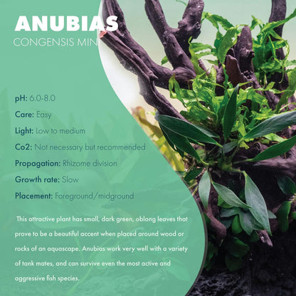 SubstrateSource Anubias Live Aquarium Plants - Potted Freshwater Plant for Fish Tanks, Terrariums - Beginner Friendly Low Light (Congensis Mini, 1 Pot)