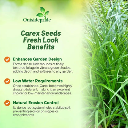 Outsidepride Carex Fresh Look Ornamental Grass Seed – 200 Pcs. Perennial, Low-Maintenance, Drought-Tolerant Grass Seeds with Low Growing Foliage for Borders, Ground Covers, & Outdoor Living Spaces