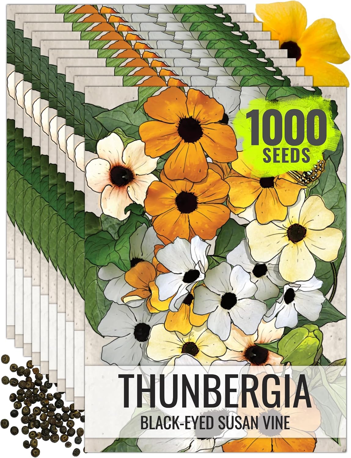 Seed Needs Black-Eyed Susan Vine Seeds for Planting Thunbergia Climbers - Heirloom & Open Pollinated Seed to Cover a Fence or Trellis & Attract Pollinators (10 Packs)