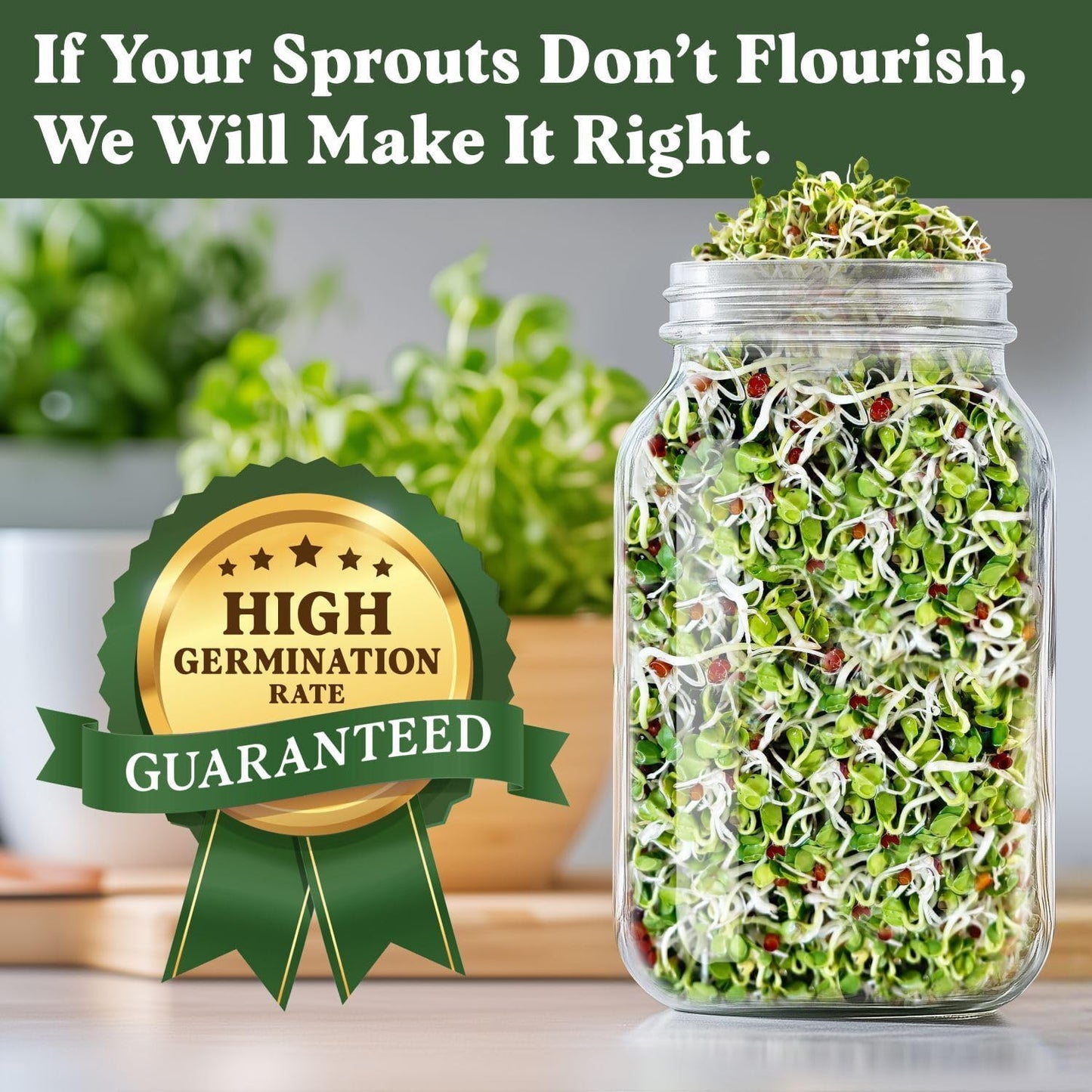 Seedboy Organic Non-GMO Radish Seeds for Sprouting - USA Grown Microgreens Sprouting Seeds - 8 oz Bag Makes 8 Quarts / 24 Servings (Daikon Radish)