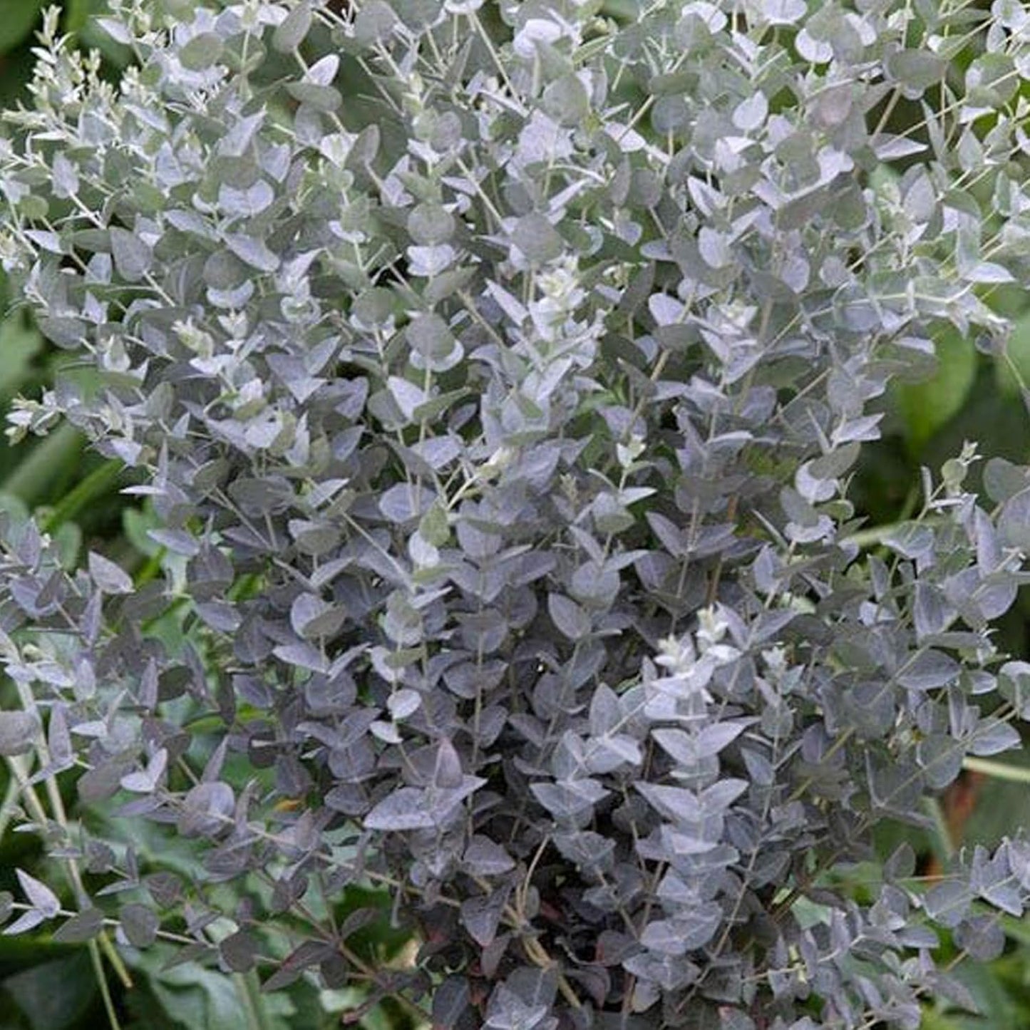 Park Seed Grow Your Own Eucalyptus Seeds Plant, Perfect for Indoor Growing and Spring Garden, Moon Lagoon, Pack of 25