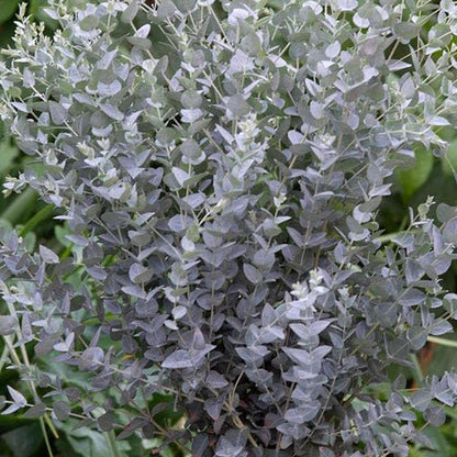 Park Seed Grow Your Own Eucalyptus Seeds Plant, Perfect for Indoor Growing and Spring Garden, Moon Lagoon, Pack of 25