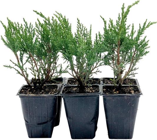 6 Tamarix Juniper in 3.5" Nursery Cubes | Juniperus Sabina ‘Tamariscifolia’ | Dense