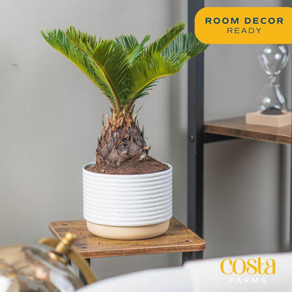 Costa Farms Live Sago Palm, Easy to Grow Live Indoor Plant, Houseplant in Plant Pot, Home and Room Decor, 1 Foot Tall