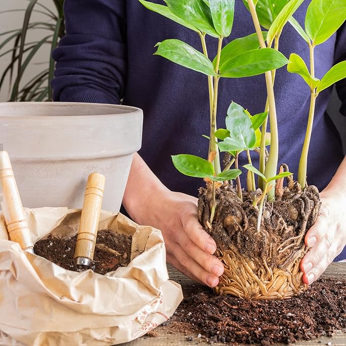 Organic Money Tree Soil Mix 4qt, Indoor Plants Potting Mix for All Potted Money Tree, Grow Healthy houseplants Indoors