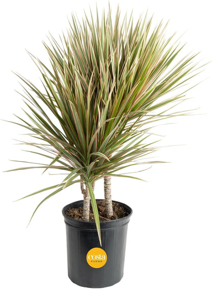 Costa Farms Dracaena Marginata Magenta Madagascar Dragon Tree Live Indoor Plant, 3 to 4-Feet Tall, Potted in Grower's Pot