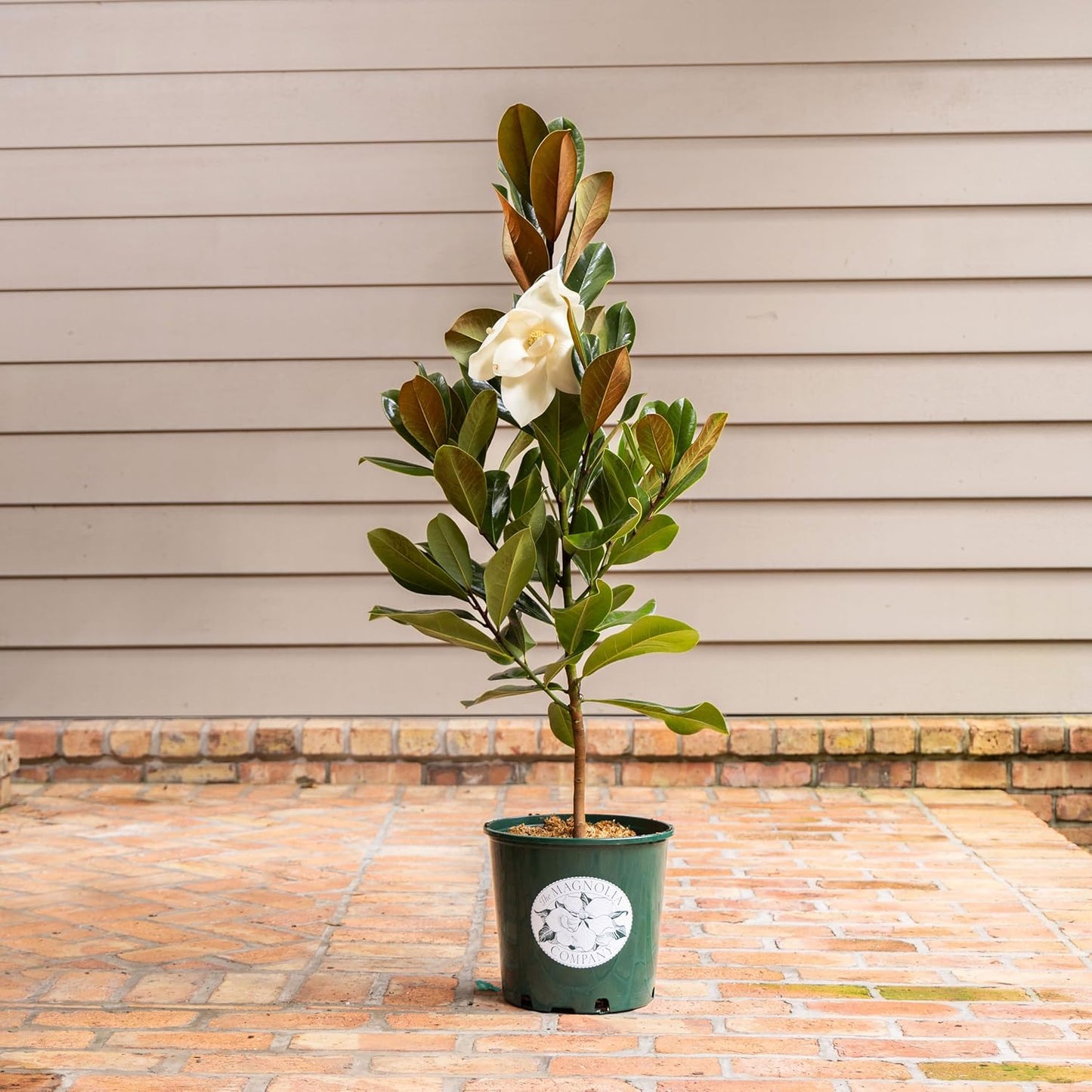 Magnolia Tree DD Blanchard Variation, Live Plant, Magnolia Flower, 3-4 Feet Tall, Southern Landscaping Plant Perfect for Home Growers, by The Magnolia Company, Can not Ship to CA, AK, HI, PR