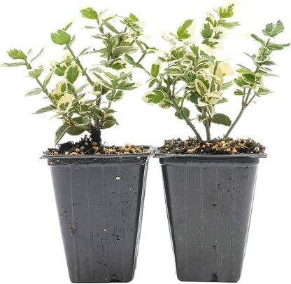 2 Emerald Gaiety Euonymus in 3.5" Nursery Cubes | Euonymus fortunei ‘Emerald Gaiety’ | Live Plants | Variegated Evergreen Shrub for Borders, Groundcover & Containers