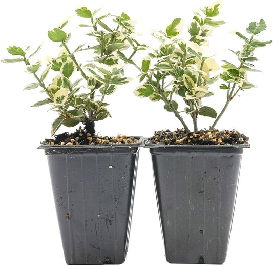 2 Emerald Gaiety Euonymus in 3.5" Nursery Cubes | Euonymus fortunei ‘Emerald Gaiety’ | Live Plants | Variegated Evergreen Shrub for Borders, Groundcover & Containers