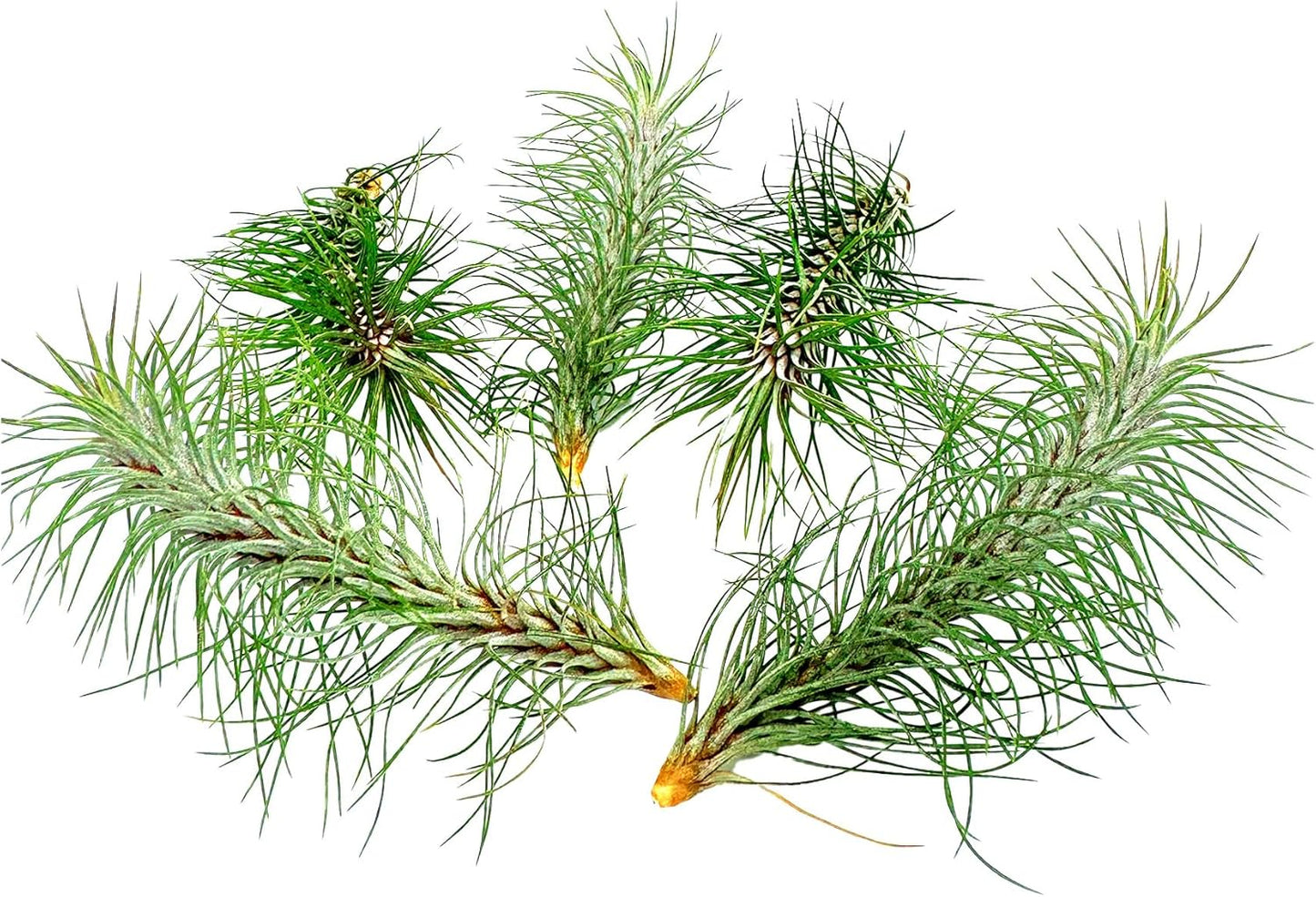 ragnaroc Air Plants - Colombian Tillandsia Funckiana, Large 5" - 5ct - Live Arrival Guaranteed - House Plants for Home Decor & Gift