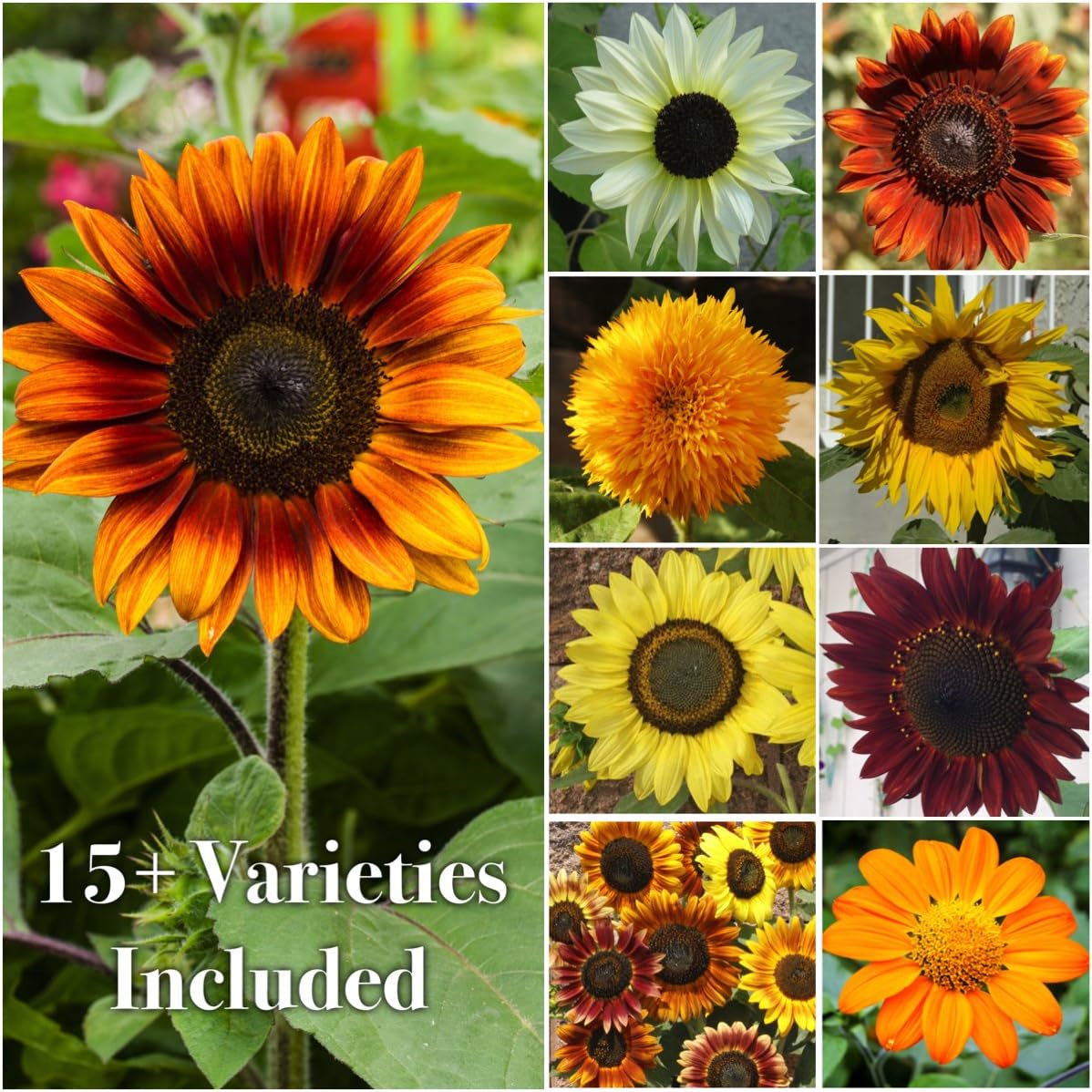 Seed Needs Sunflower Seeds to Plant The Original Crazy Blend | 500+ Heirloom Seeds 15+ Varieties Open Pollinated & Untreated | Resealable Bulk Package Multicolored Blooms Flower Seed