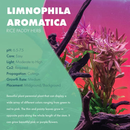 SubstrateSource Live Aquarium Stem Plants - Freshwater Aquatic Plant for Fish Tanks, Aquascaping - (Limnophila Aromatica, 4 Bunches)
