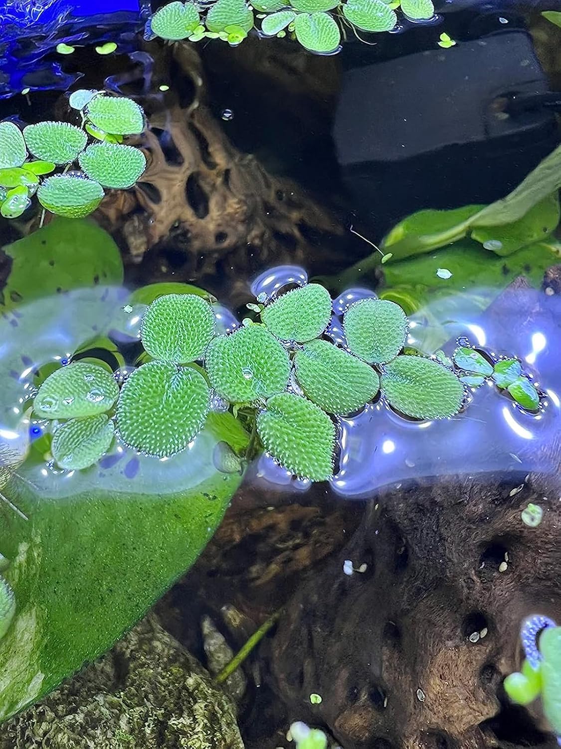 50 Water Spangles (Salvinia Minima) Live Floating Plants for Aquarium or Pond by TMDFishKeeping