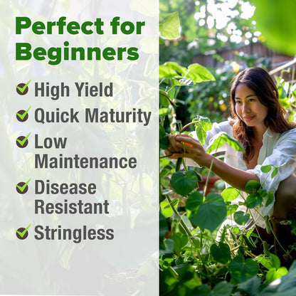 HOME GROWN Contender Bush Seeds - 56 𝗡𝗢𝗡-𝗚𝗠𝗢 𝗨𝗦𝗔-𝗦𝗢𝗨𝗥𝗖𝗘𝗗, Heirloom Green Beans for Planting - Emergency Food Supply (Phaseolus vulgaris)