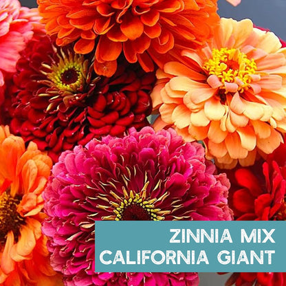 Zinnia Flower ~ 3000 Seeds California Giant Mix & Lilliput Semi-Dwarf Mix – Heirloom, Non-GMO Annuals – Colorful Blooms for Pollinators & Cut Flowers – Easy to Grow, Heat & Drought Tolerant