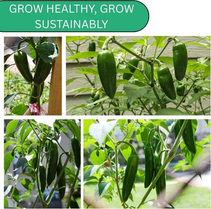 Woods Creek Seeds: Jalapeño TAM Hot Pepper Seeds for Planting - Over 180 Heirloom Non-GMO Jalapeno Seeds for Planting - Beginner Friendly Jalapeno Pepper Seed Pack for Indoor, Outdoor & Home Garden
