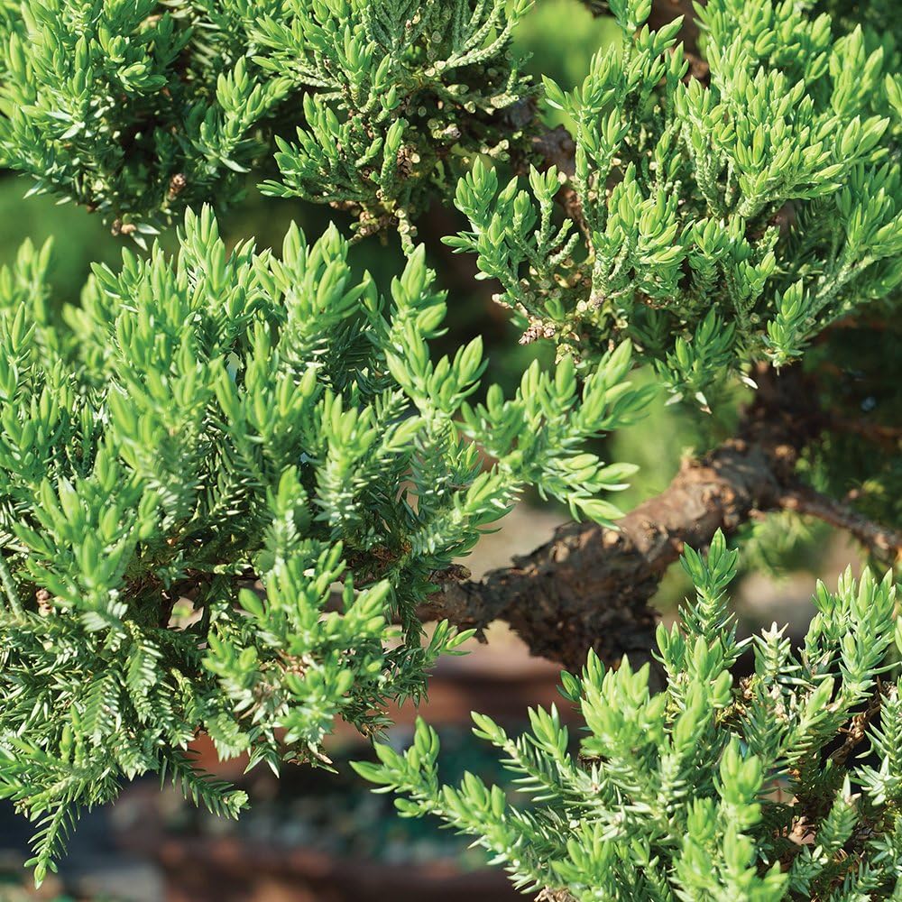 Brussel's Bonsai DT4002GMJ Outdoor Bonsai Tree, Green Mound Juniper, LARGE